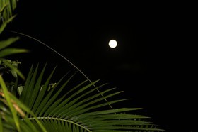 Cape-Trib_1501.JPG