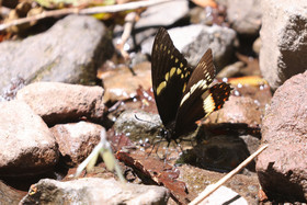 Boquete, Panama