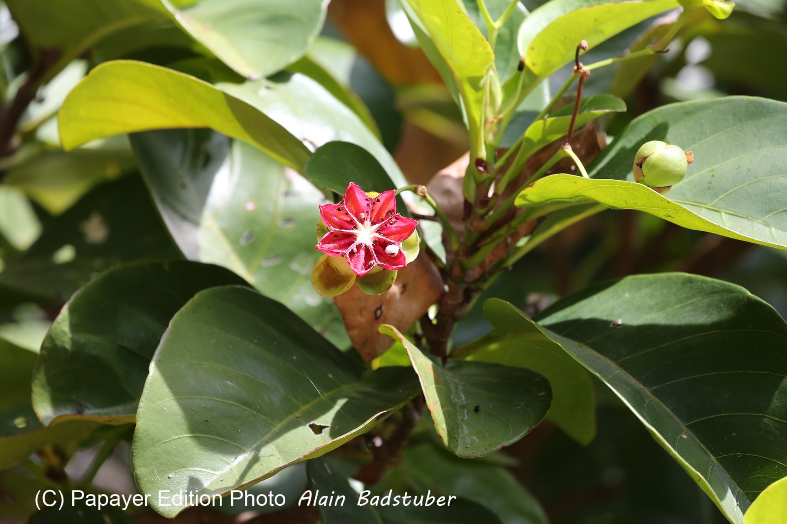 Cape-Trib_1243.JPG