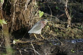 _MG_5156.JPG