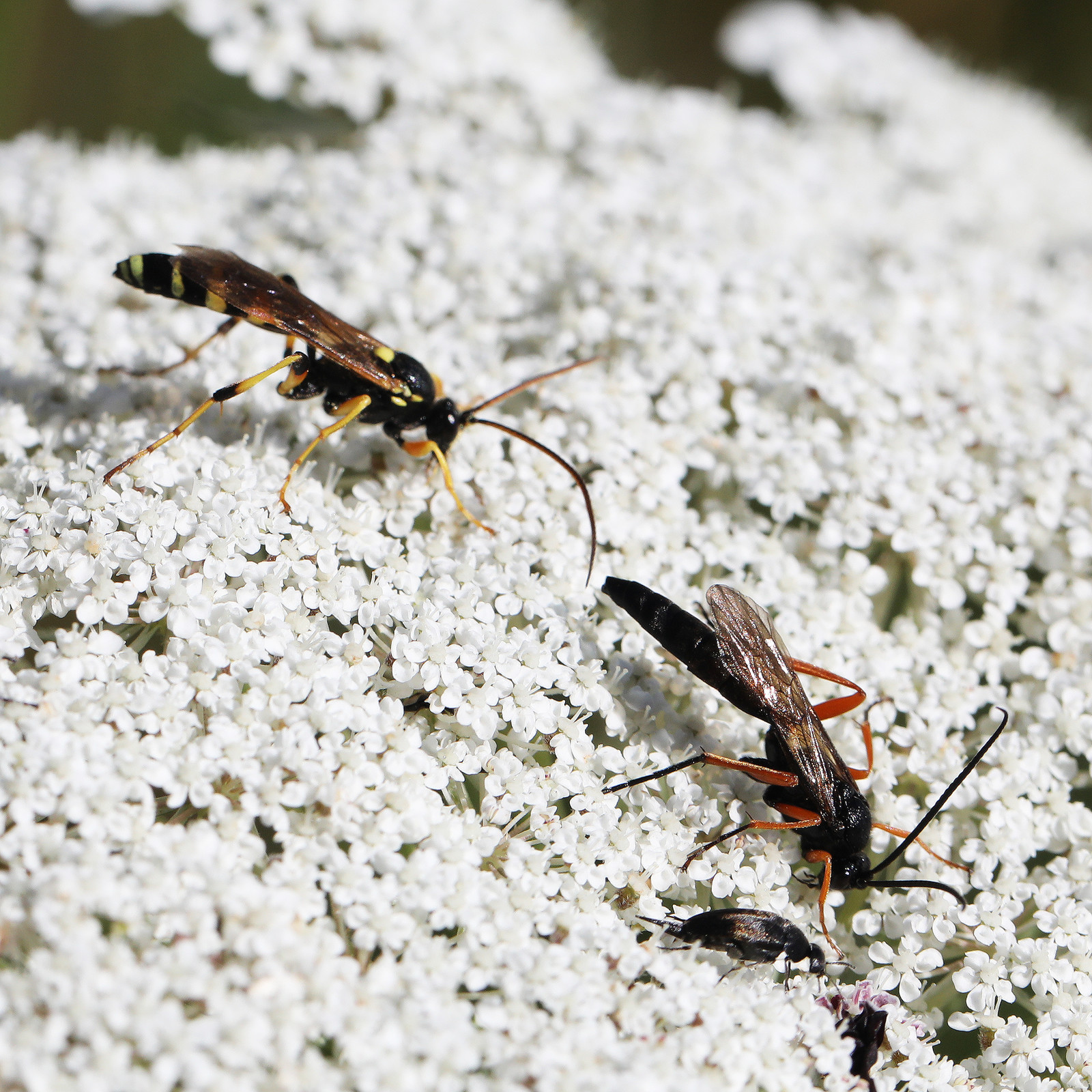 ichneumonidae_2.jpg