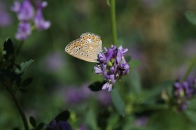 Chassagne_089.JPG