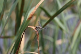 Vieille-Thielle_126.JPG