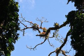 Boquete, Panama