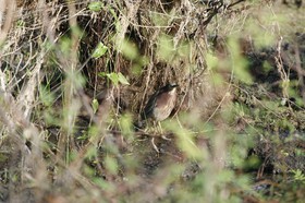 _MG_5151.JPG