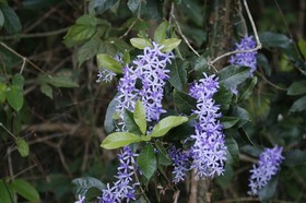 _MG_5452.JPG