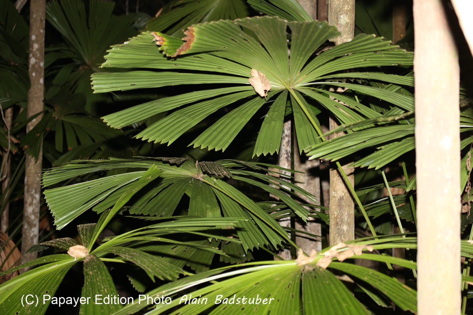 Cape-Trib_1199.JPG