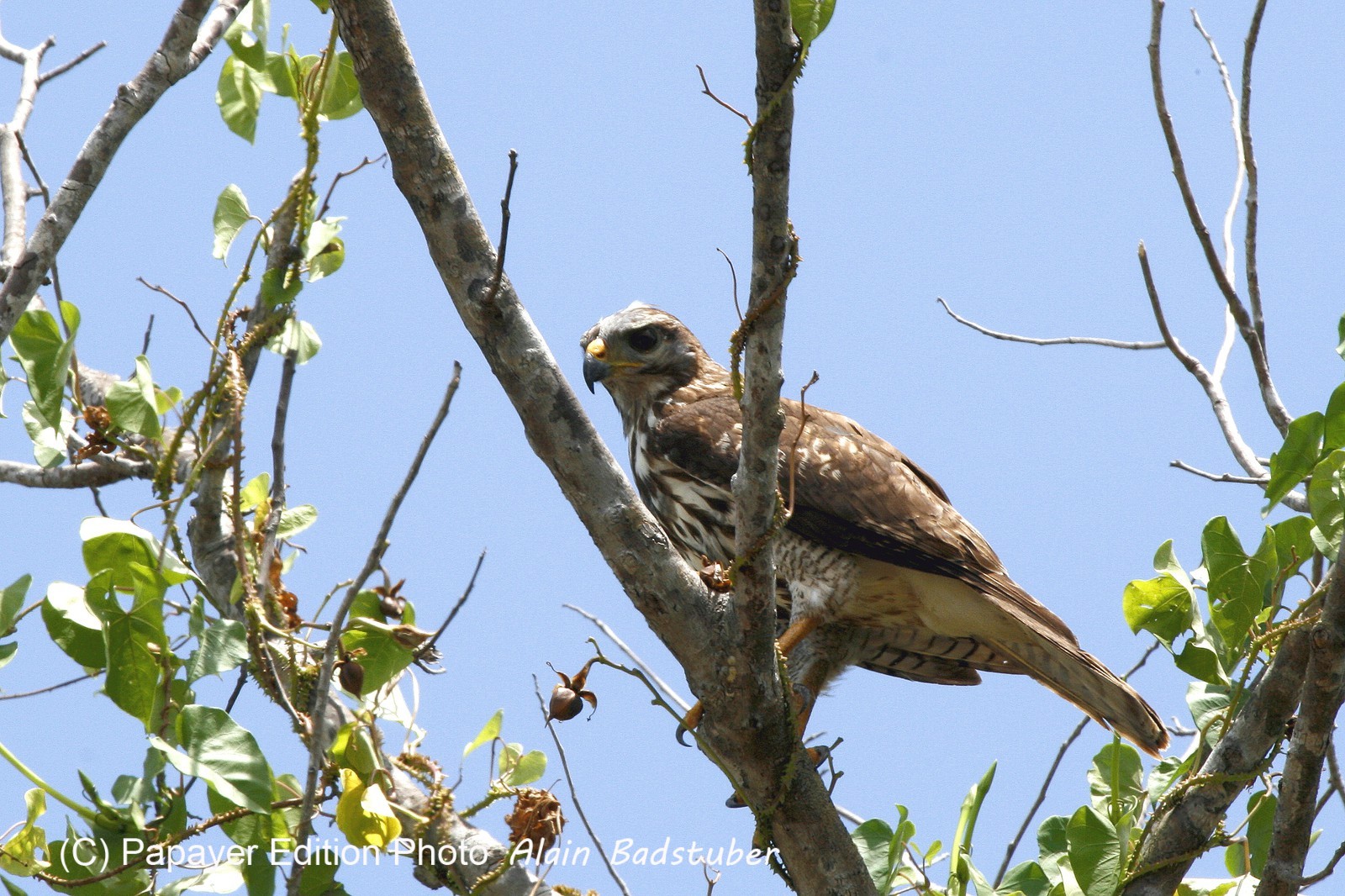 Roadside_Hawk.jpg