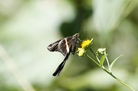 _MG_5398.JPG