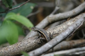 _MG_1322.JPG