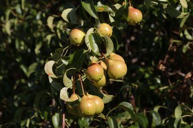 Chassagne_037.JPG