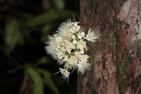 Cape-Trib_1486.JPG