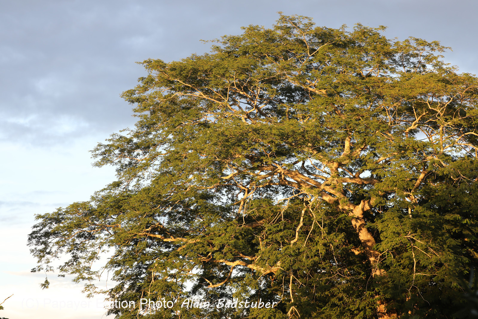 Crooked-Tree