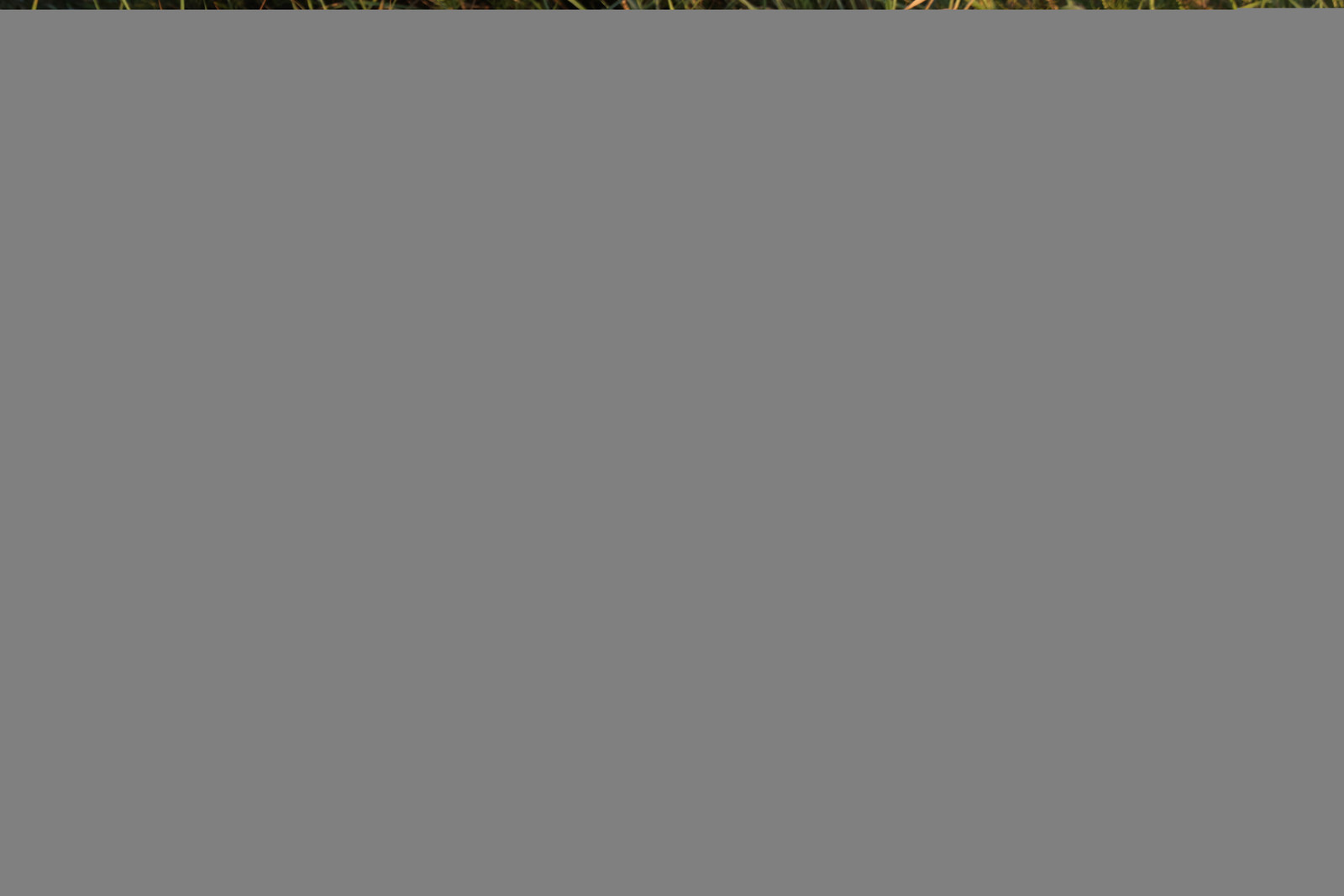 Grande-aigrette_1.jpg