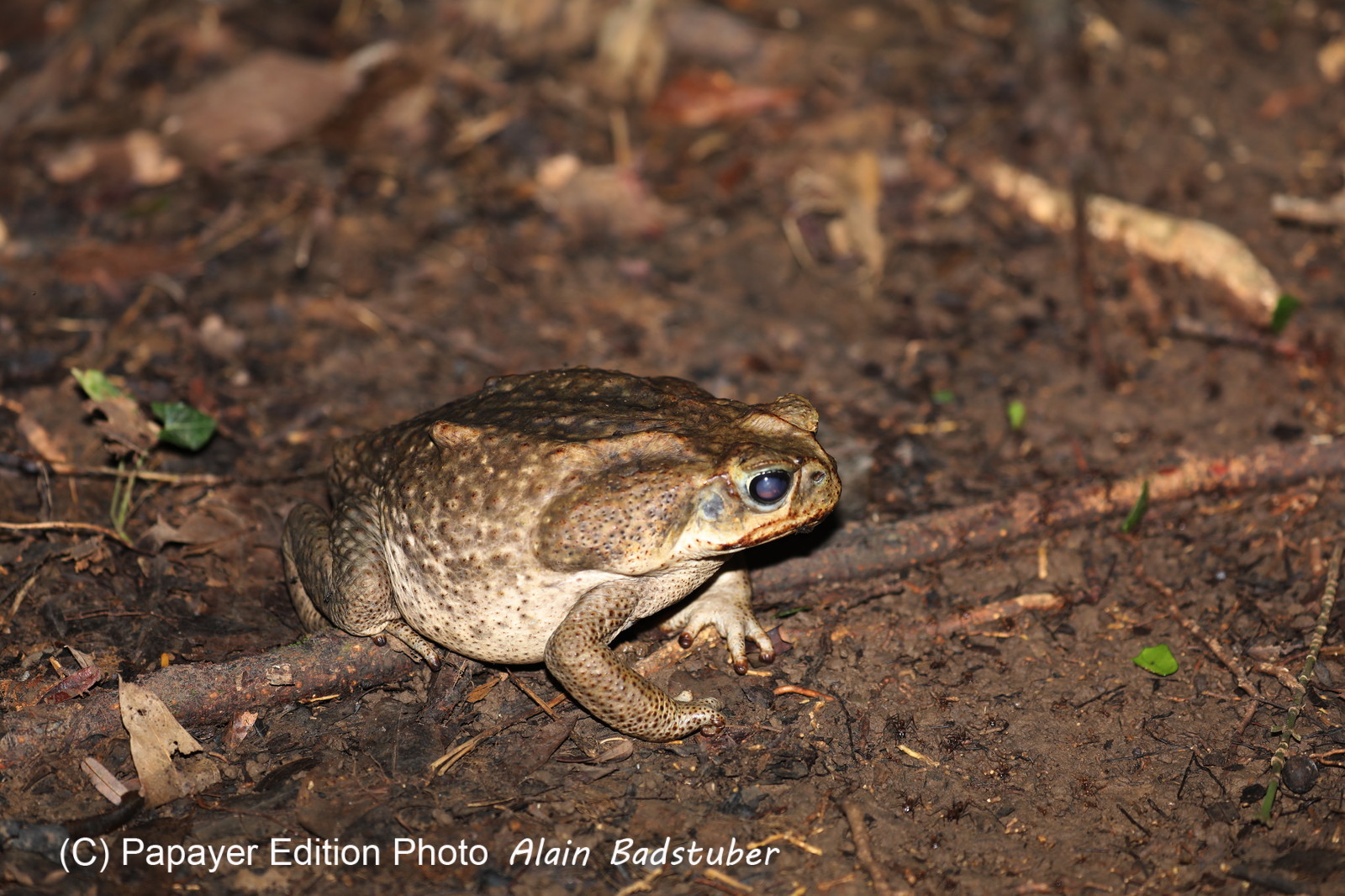 Hickatee Cottages, 4 jours de photo