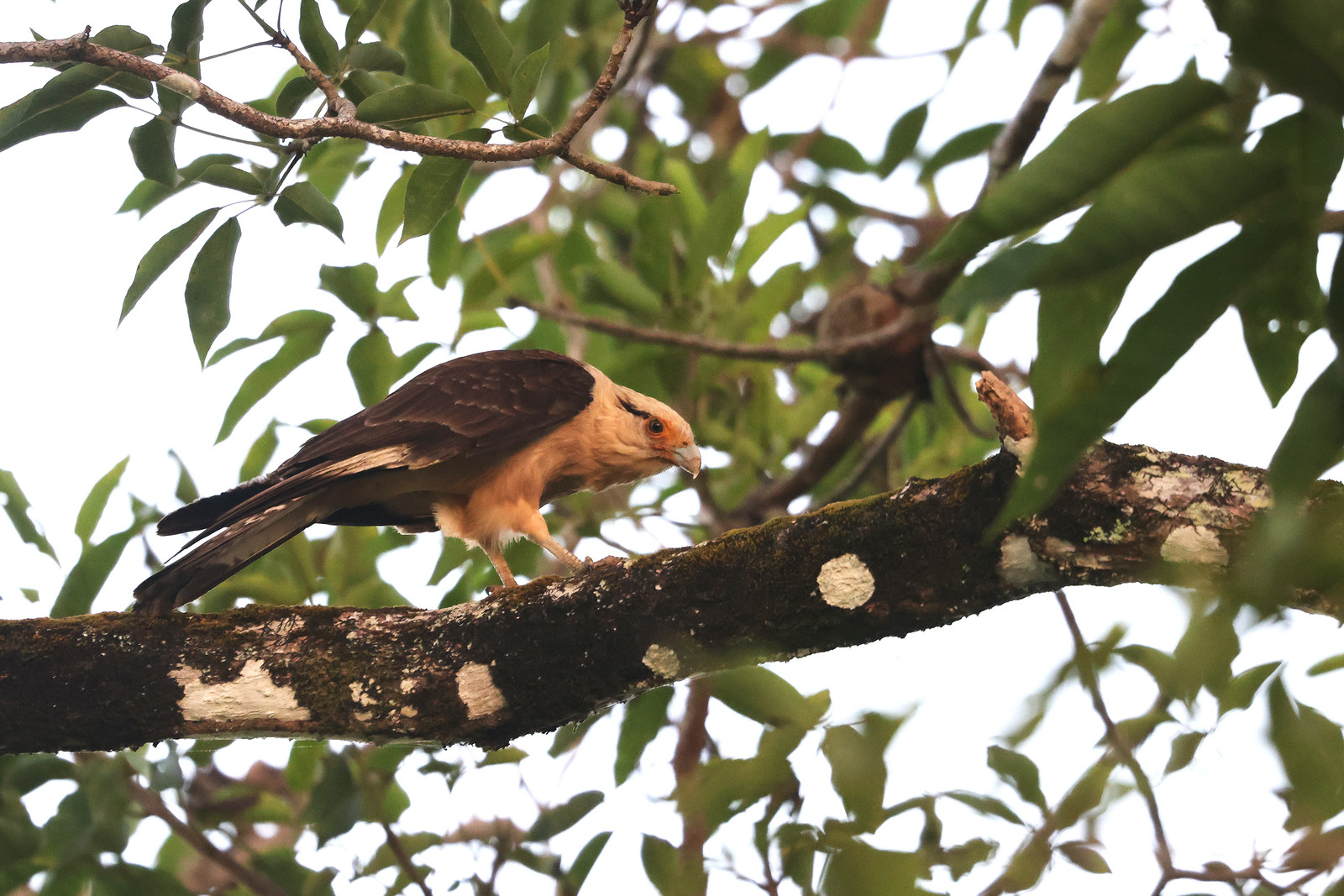 Caracara-a-tete-jaune_1.jpg