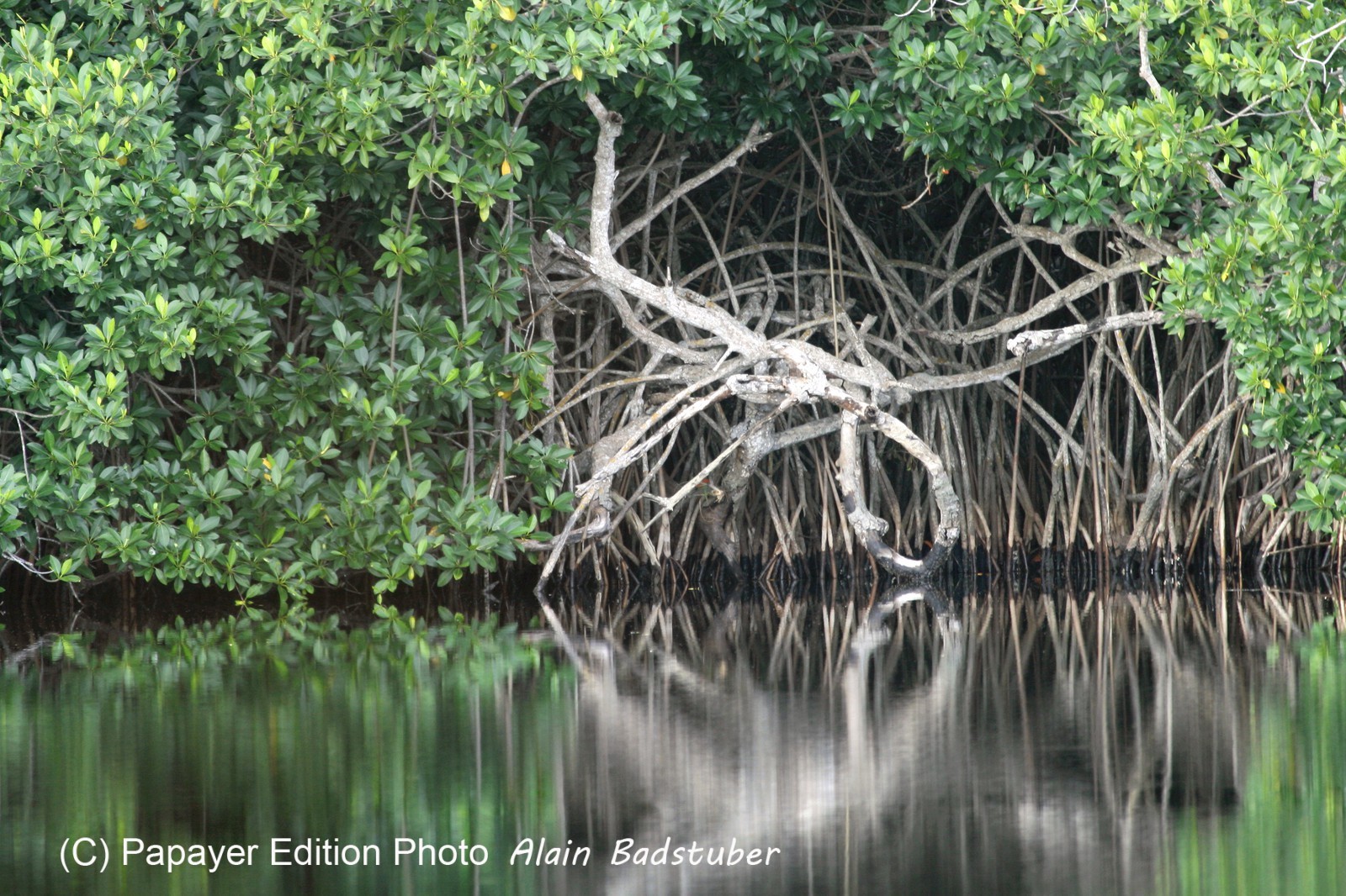 Cenotes_11-04-12_04.jpg