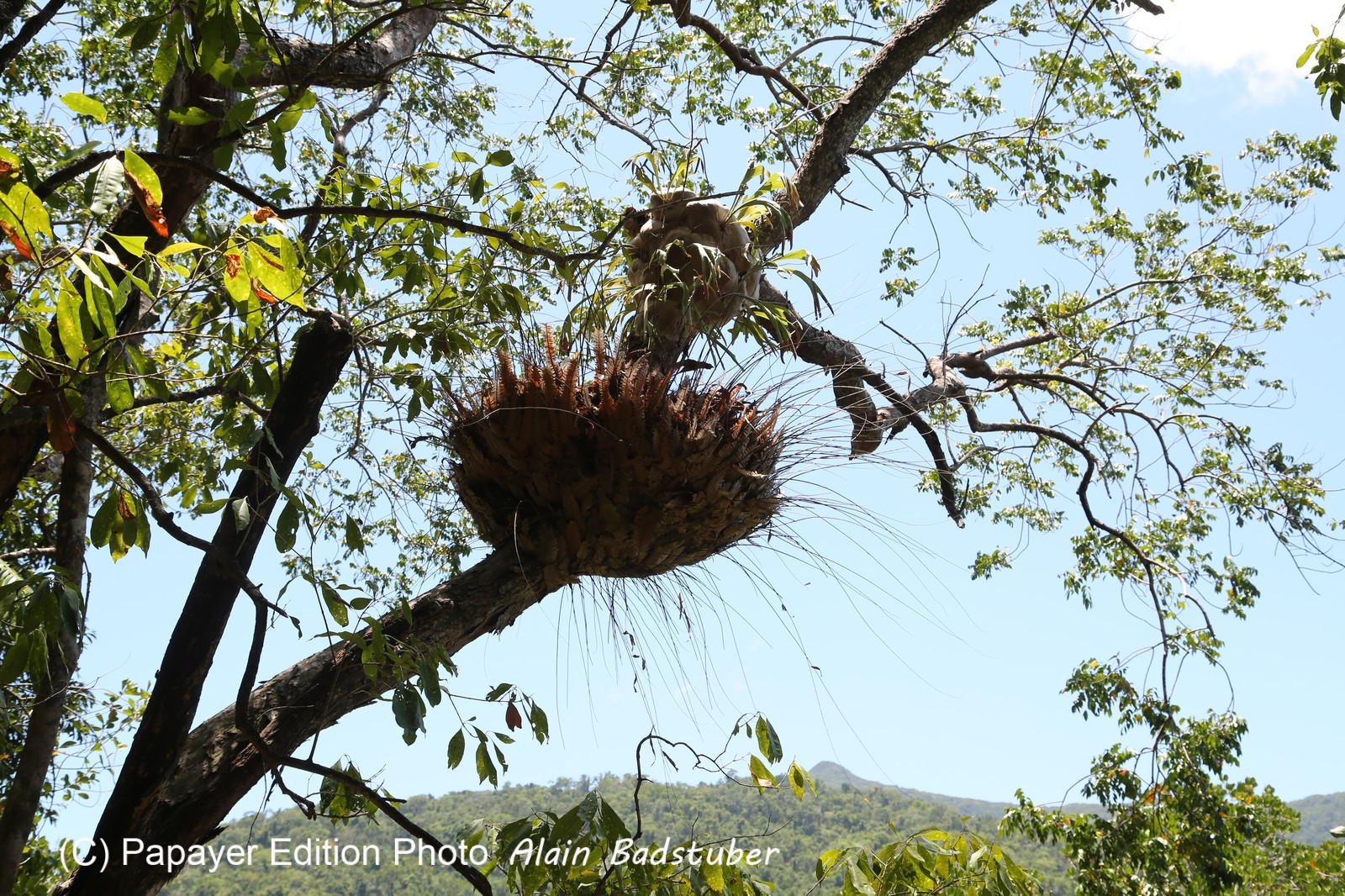Cape-Trib_1631.JPG