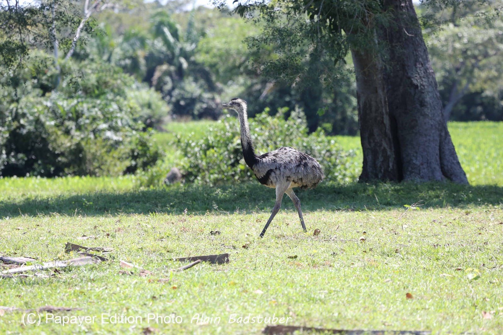 Portal_Paraiso_2_095.jpg