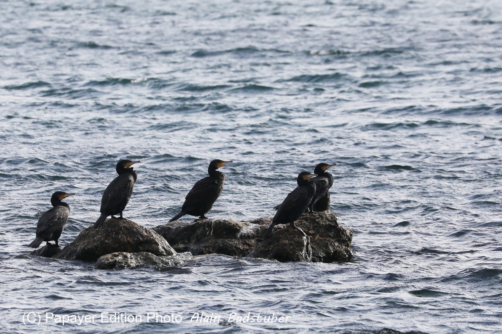 Faune et Flore de Suisse, 2022, Vaumarcus, Groupe de Grands Cormoran au repos