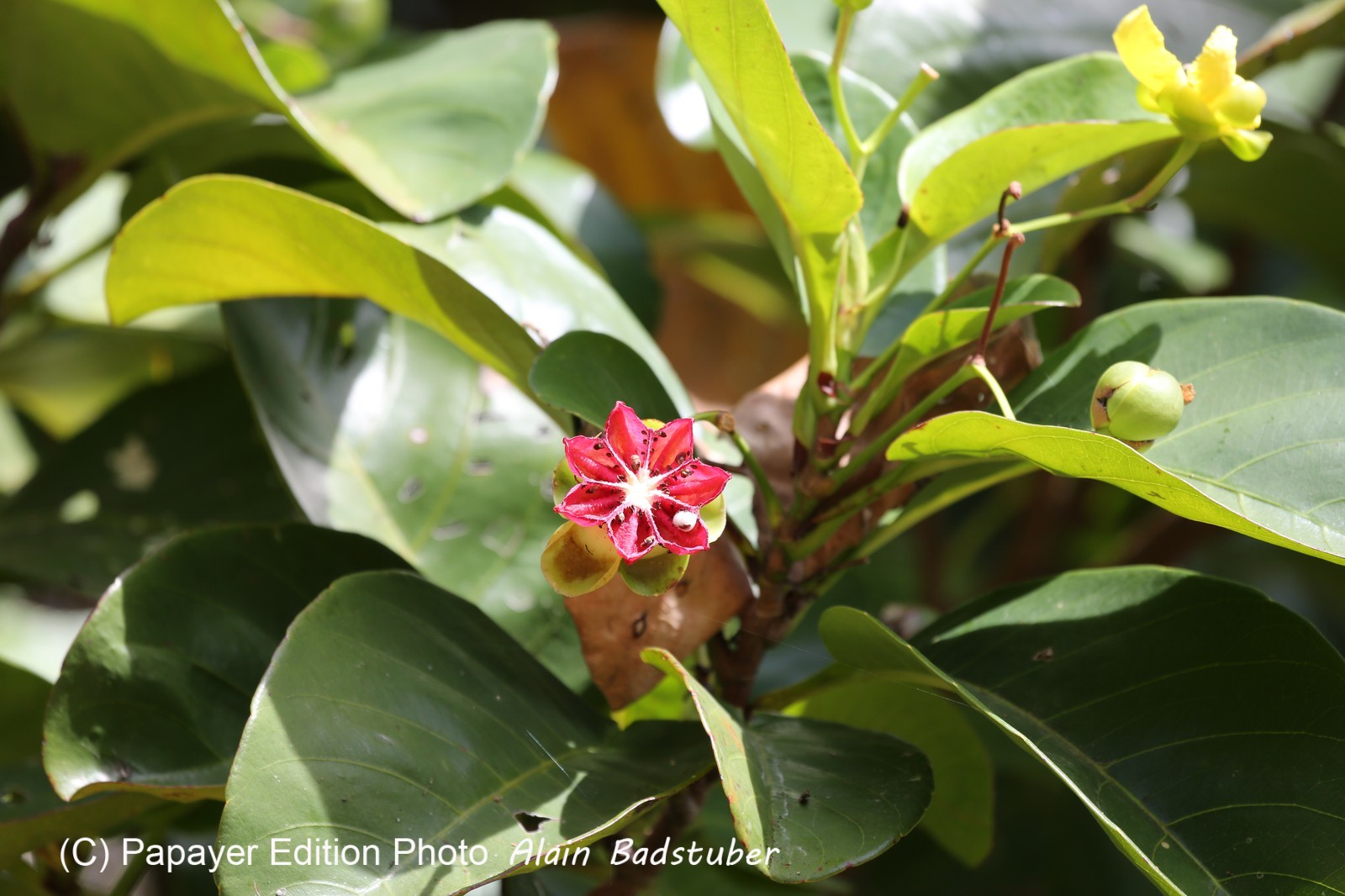 Cape-Trib_1242.JPG