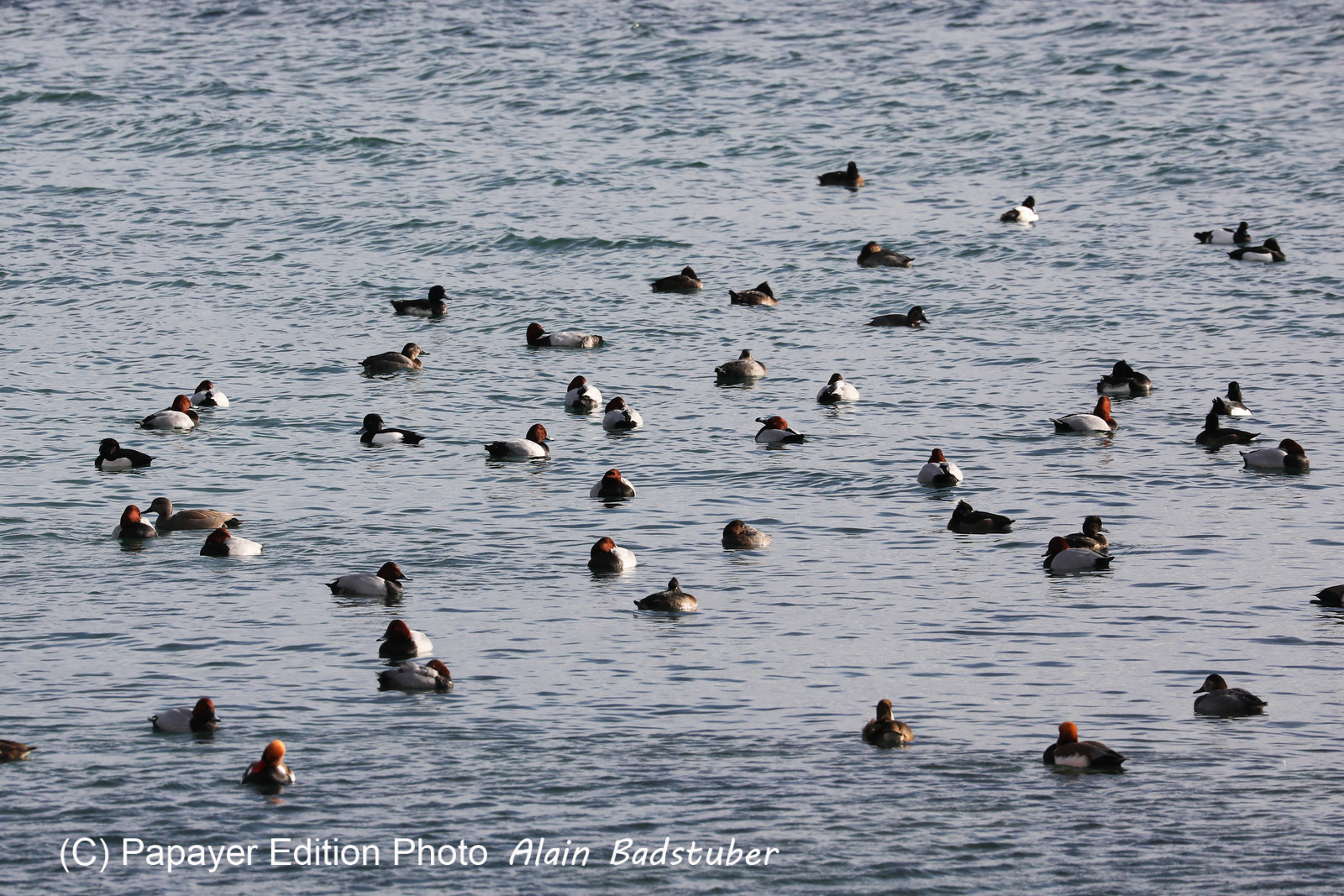 Faune et Flore de Suisse, 2022, Vaumarcus, Nette Rousse, Fuligule Morillon et Milouin au repos