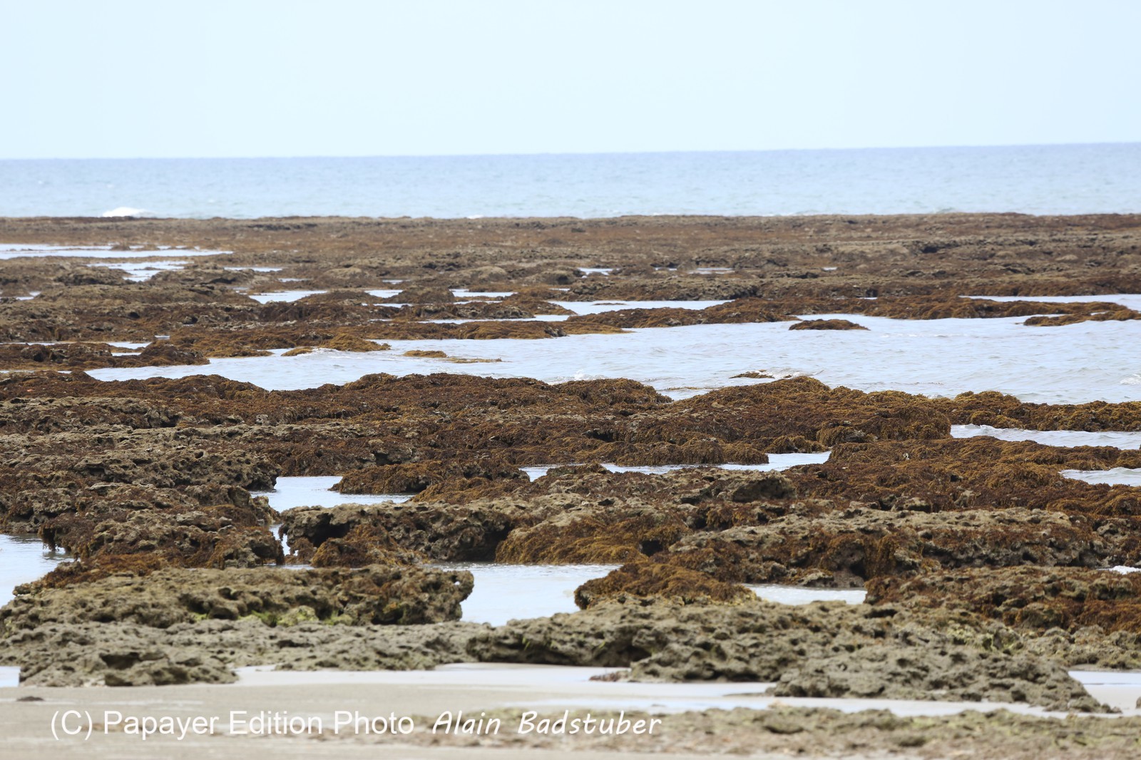 Cape-Trib_1013.JPG