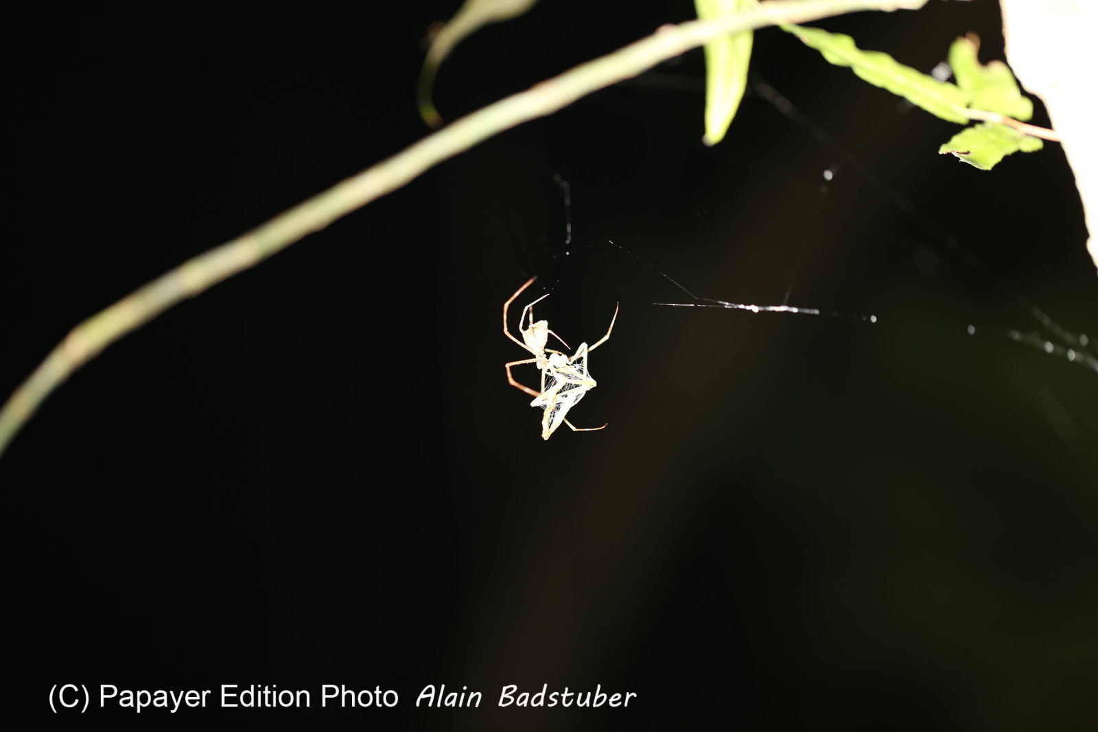 Cape-Trib_0105_01.JPG