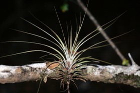 Images_Belize_2011_292