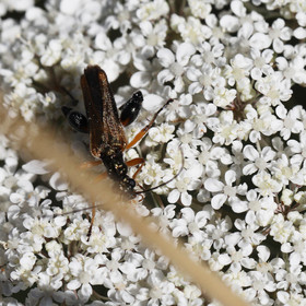 oedemeridae_1.jpg