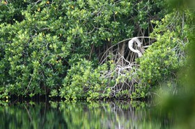 Cenotes_11-04-12_03.jpg
