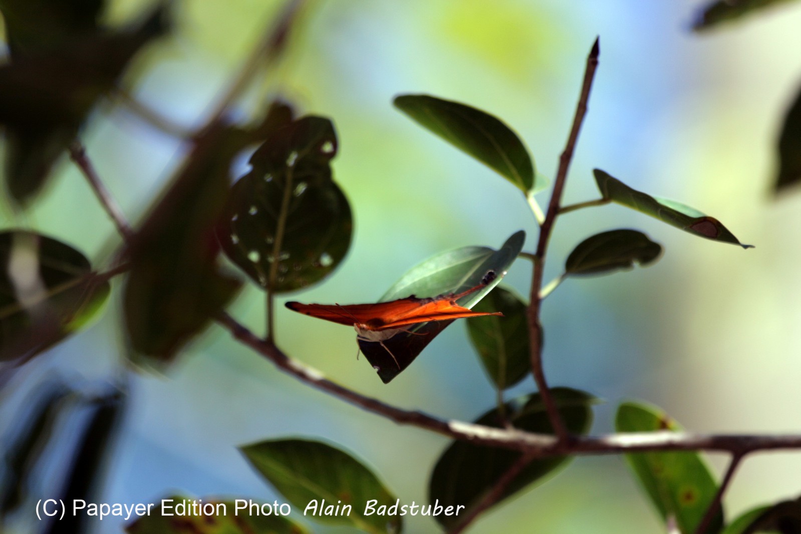 Images_Belize_2011_065