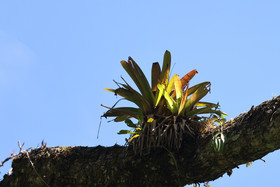 Boquete, Panama