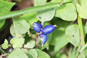 Chiguiri Arriba