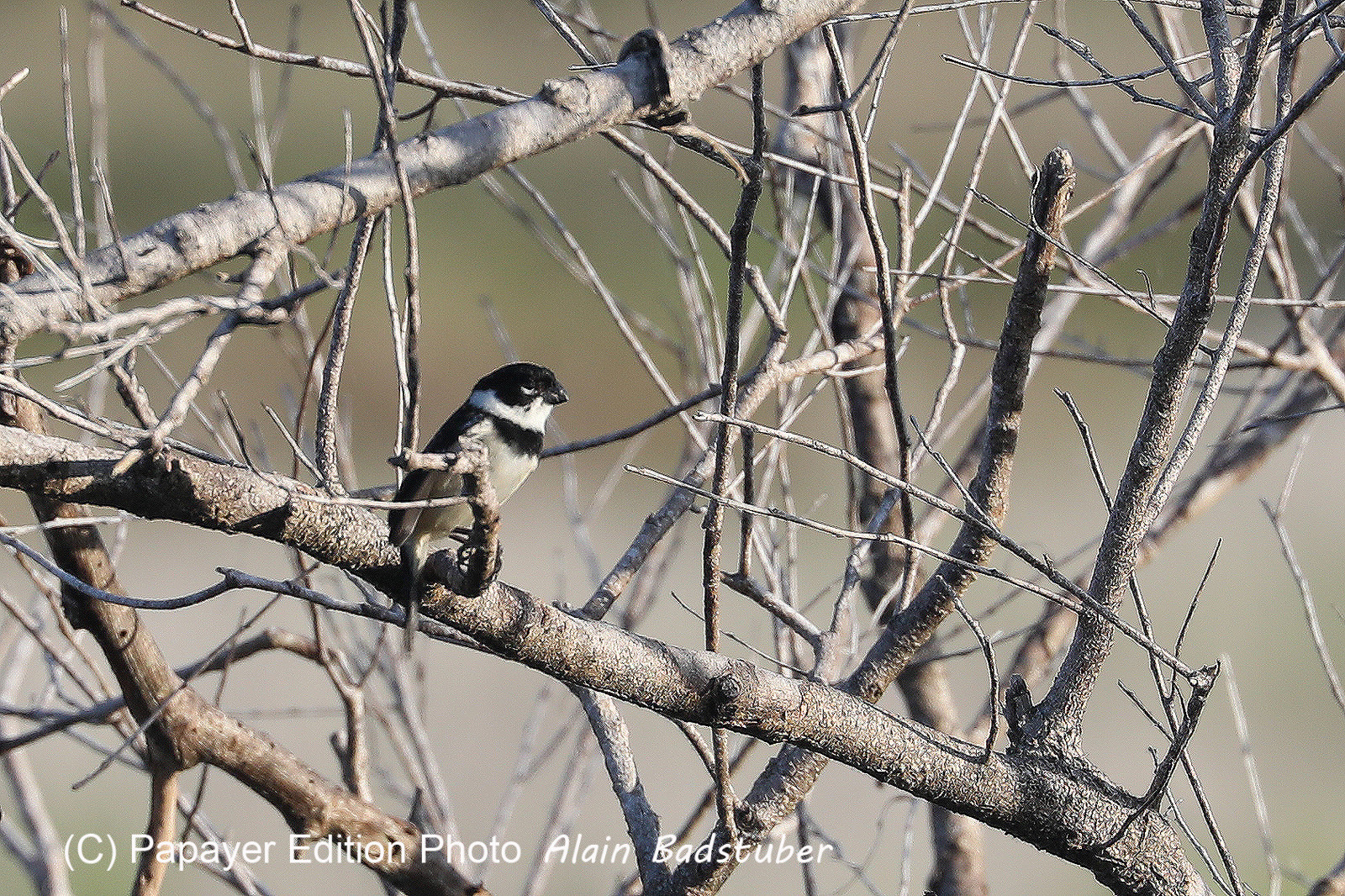 Hopkins, Octobre-Novembre 2021