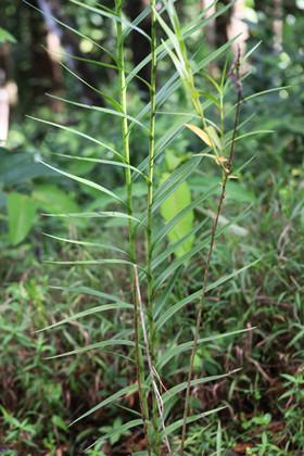 Chiguiri Arriba