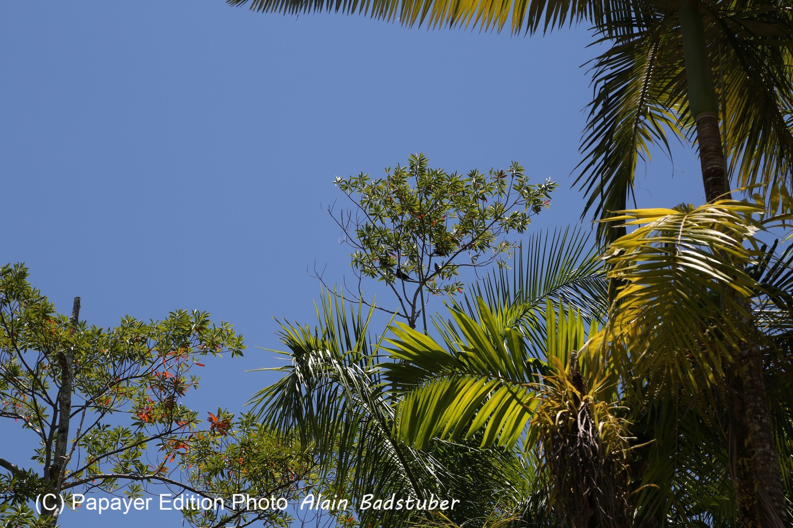 Cape-Trib_1622.JPG