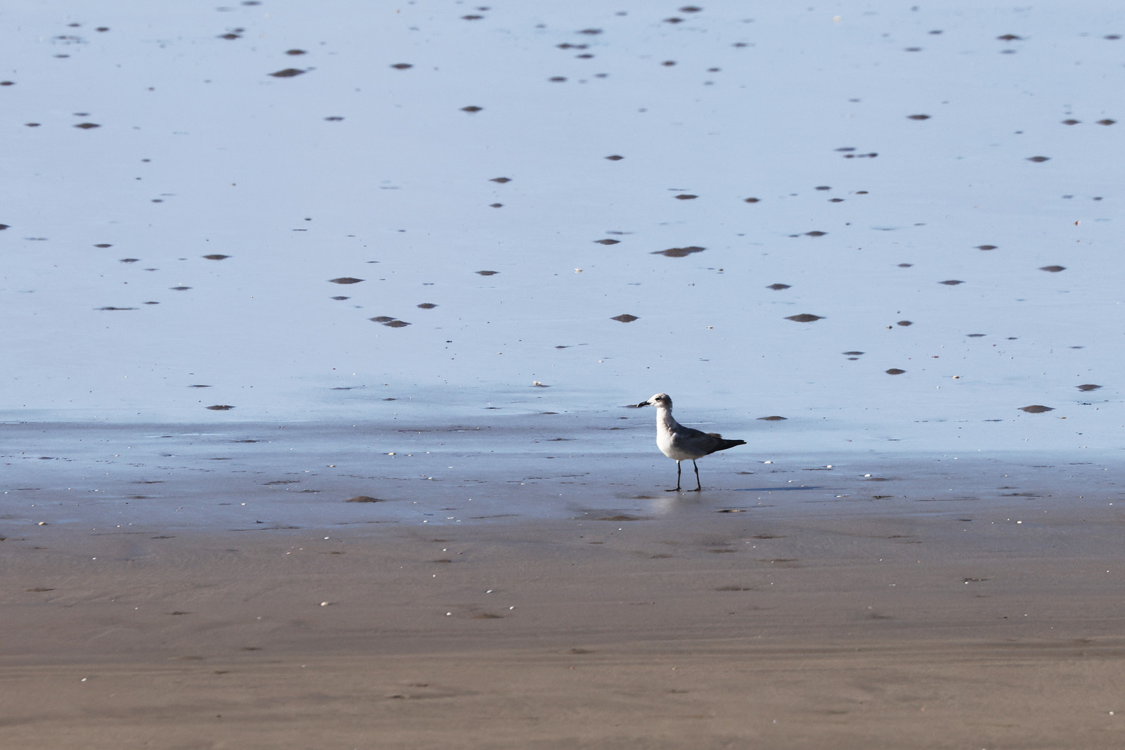 Mouette-atricille_1.jpg