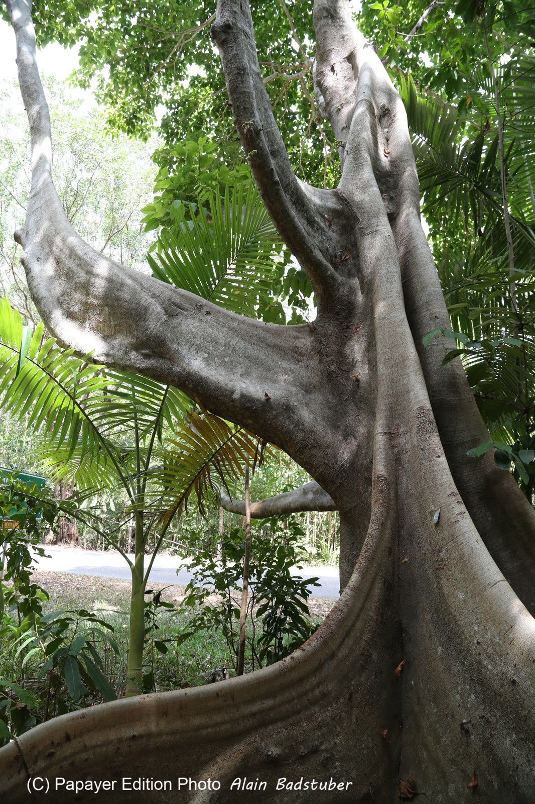 Cape-Trib_1380.JPG