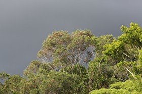 Cape-Trib_0002_01.JPG