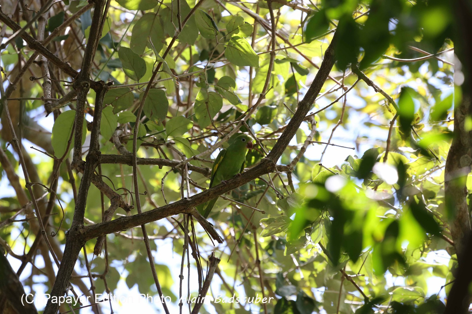 Portal_Paraiso_2_092.jpg