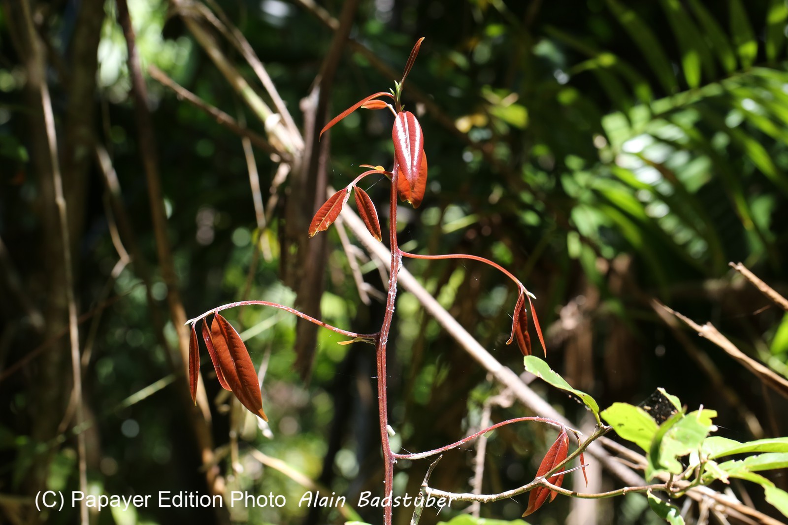 Cape-Trib_0817.JPG