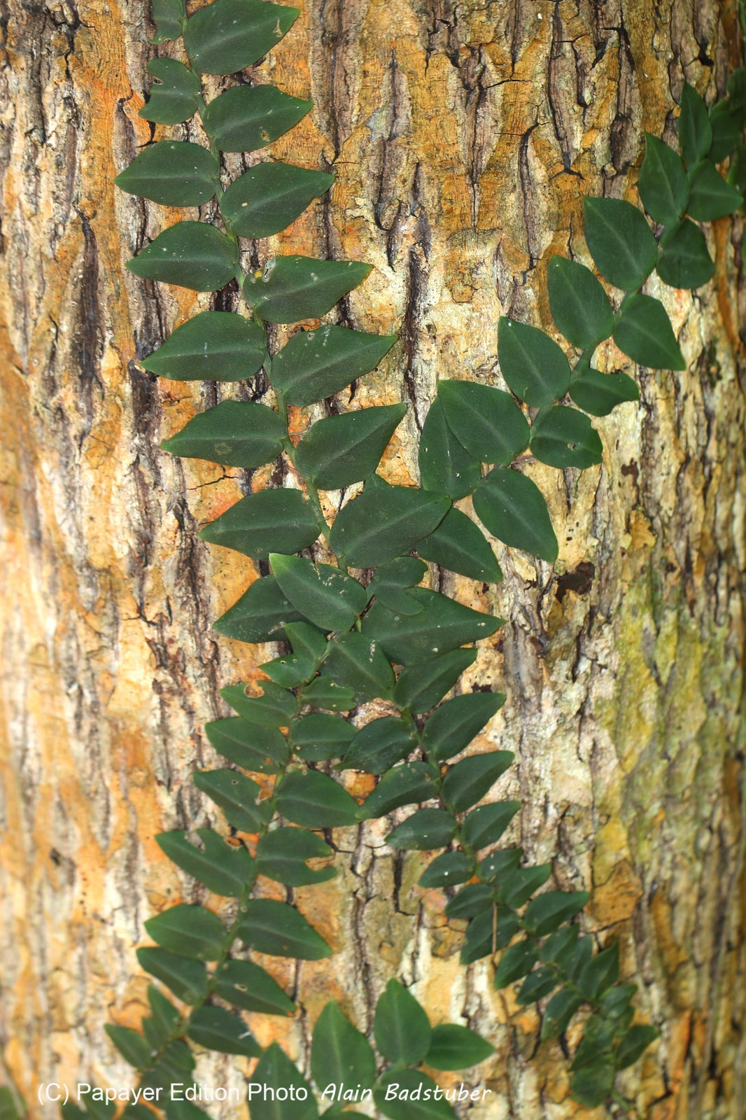 Cape-Trib_0297_2.jpg