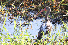 Ibis-blanc-1.jpg