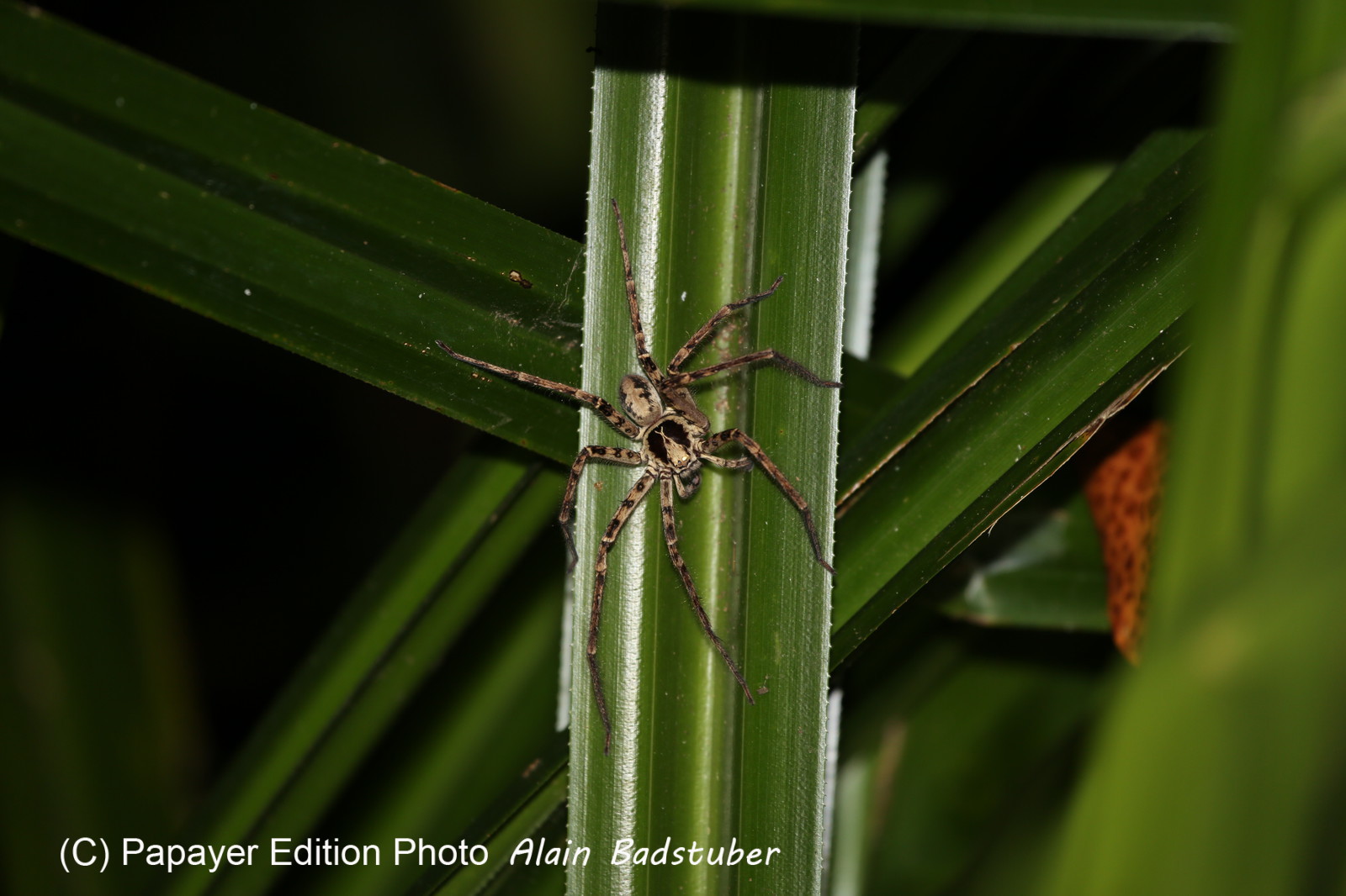 Cape-Trib_1077.JPG