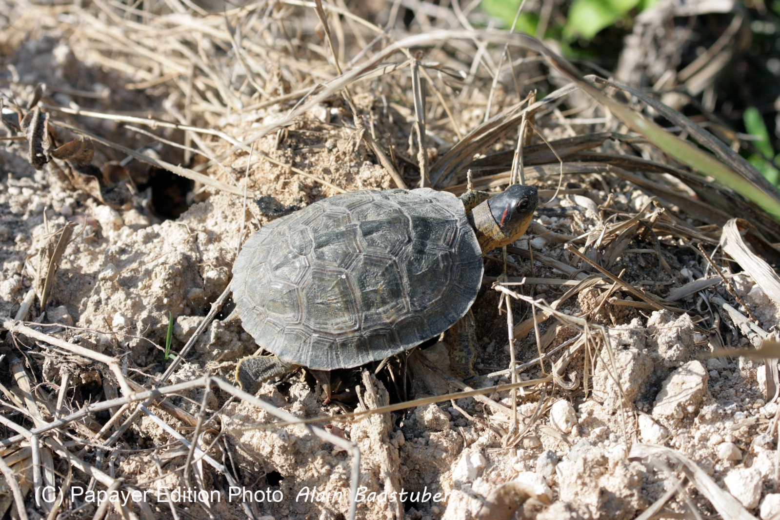 Images_Belize_2011_084
