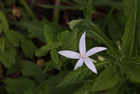 Chiguiri Arriba