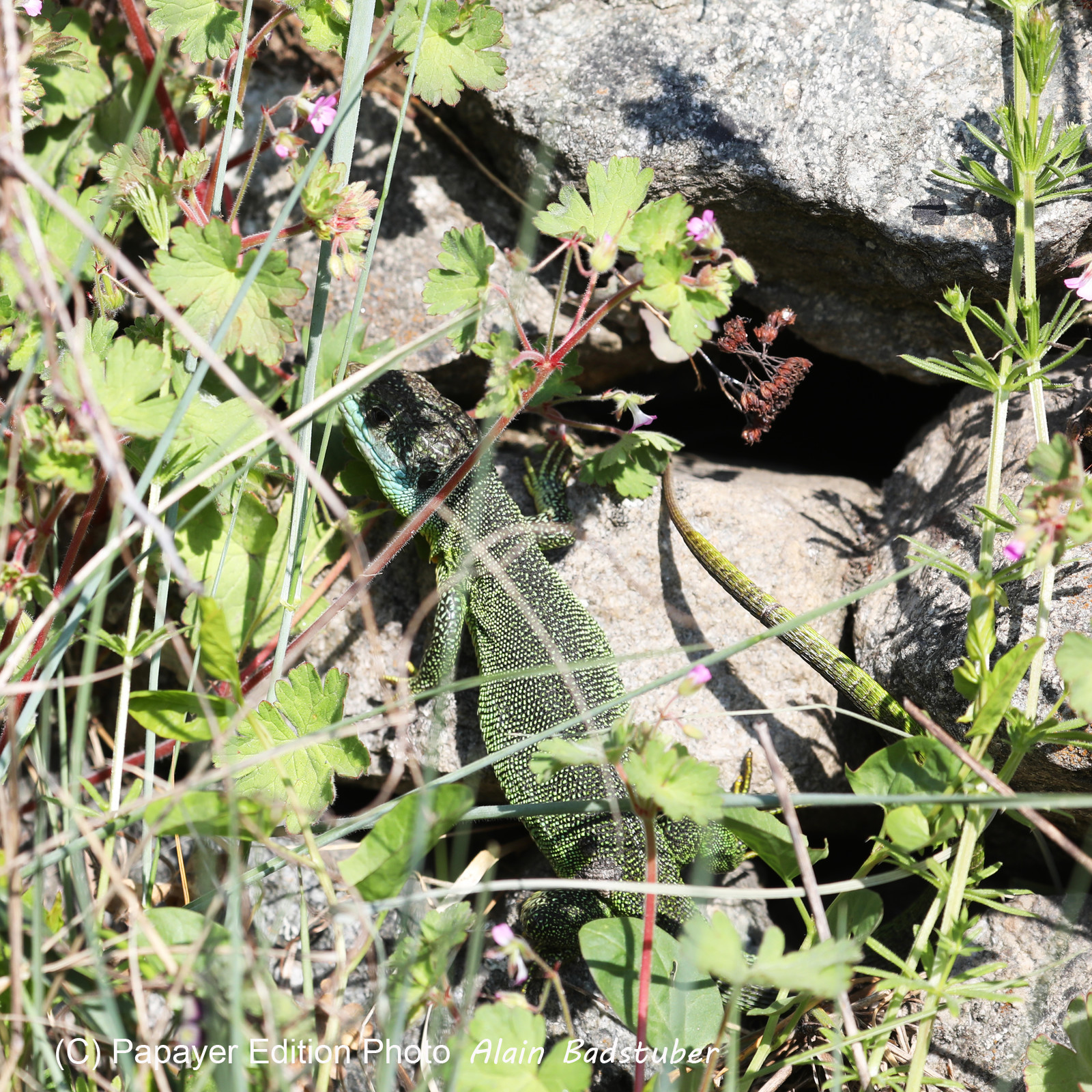 Lézard vert (à deux lignes) (Lacerta bilineata)
