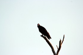 Images_Belize_2011_352