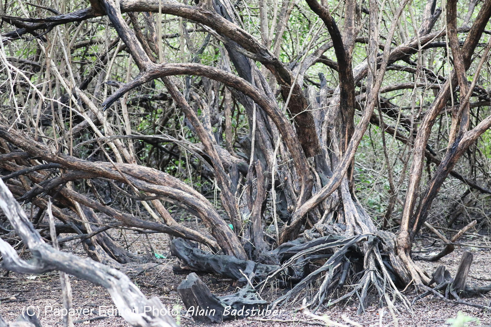 Crooked-Tree